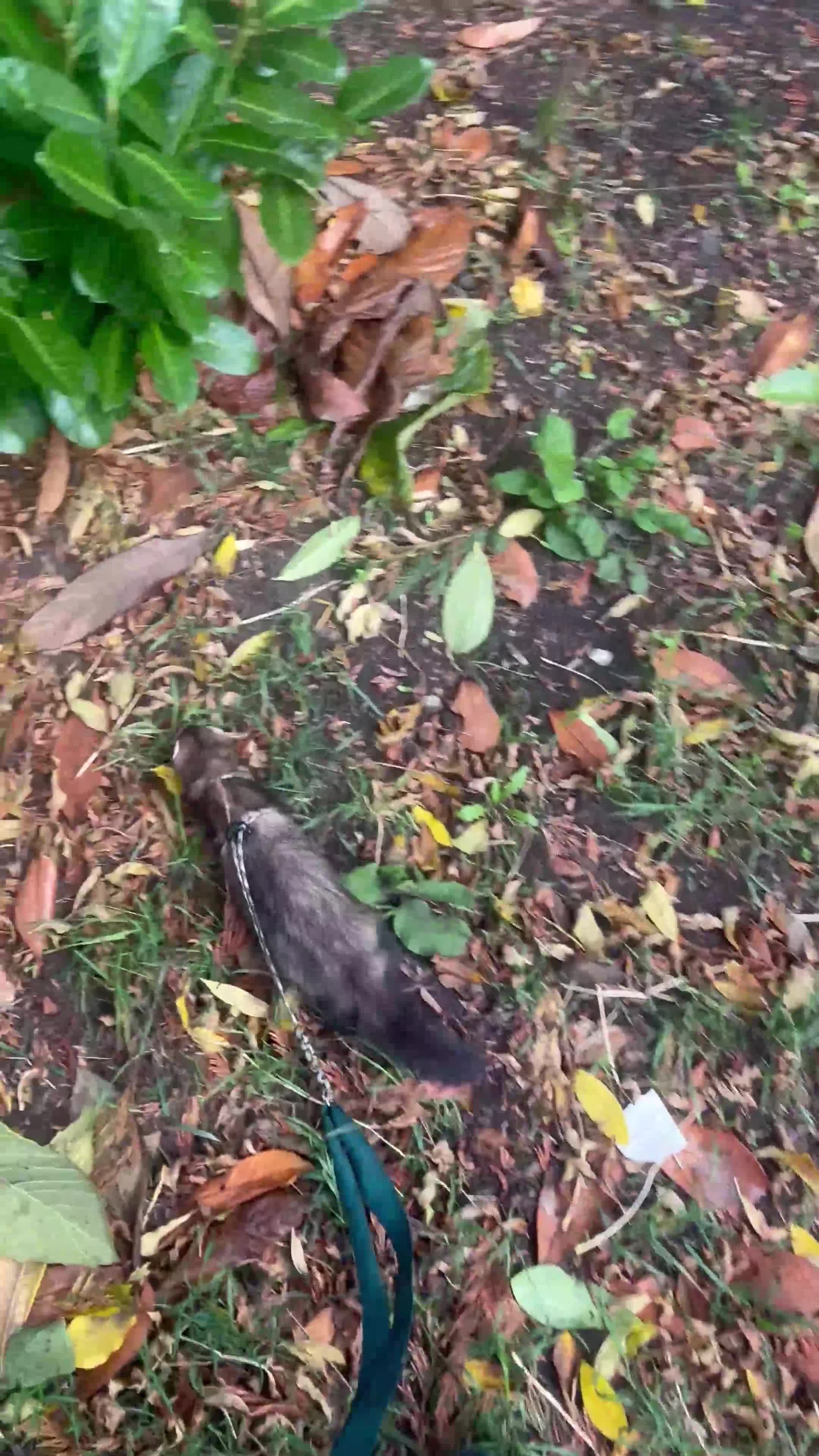 Ferret rodents for sale: 2 Jills to rehome ! - Video 1