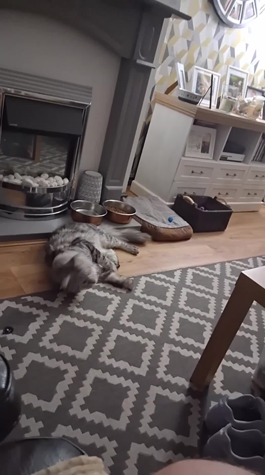 Maine Coon cats for stud: STUNNING SILVER MAINECOON FOR STUD - Video 1