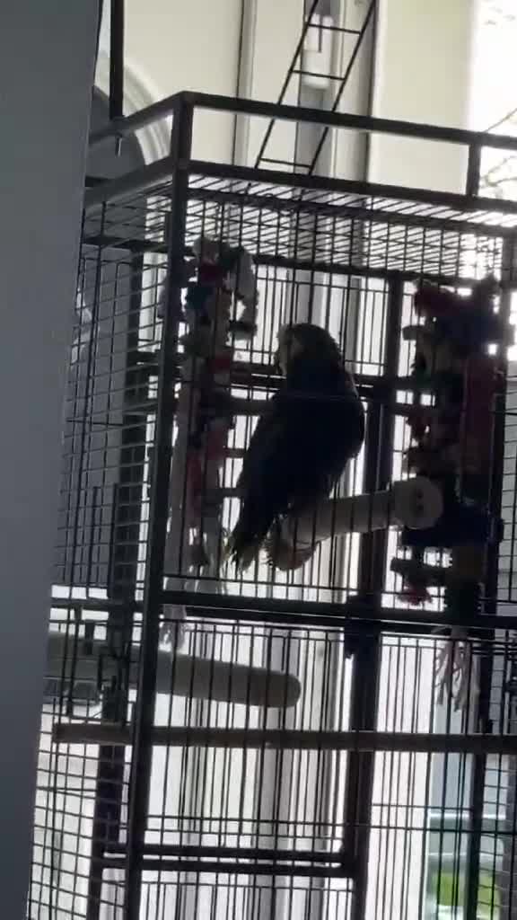 Parrots birds for sale: Blue fronted amazon in Newcastle - Video 1