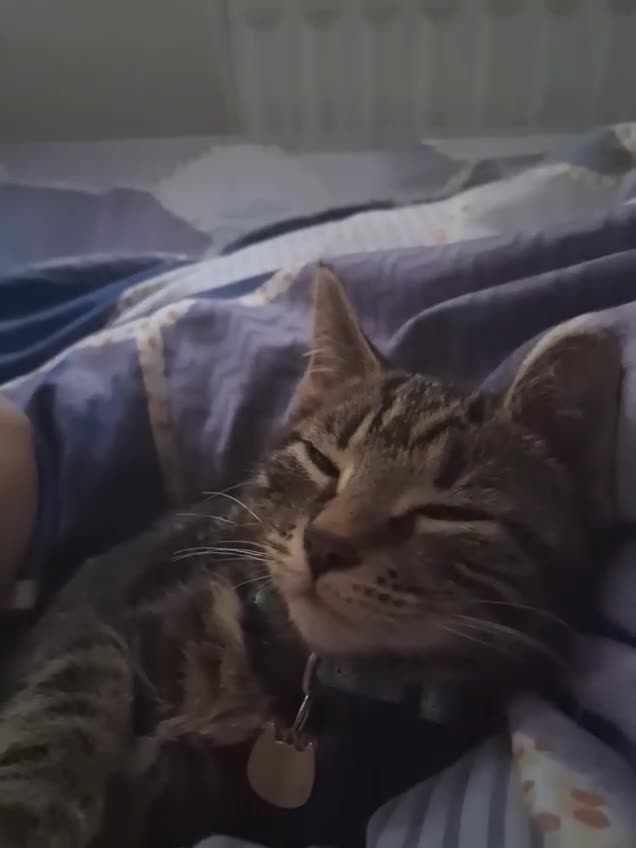 Bengal cats for sale: Bengal boy crosd - Video 2