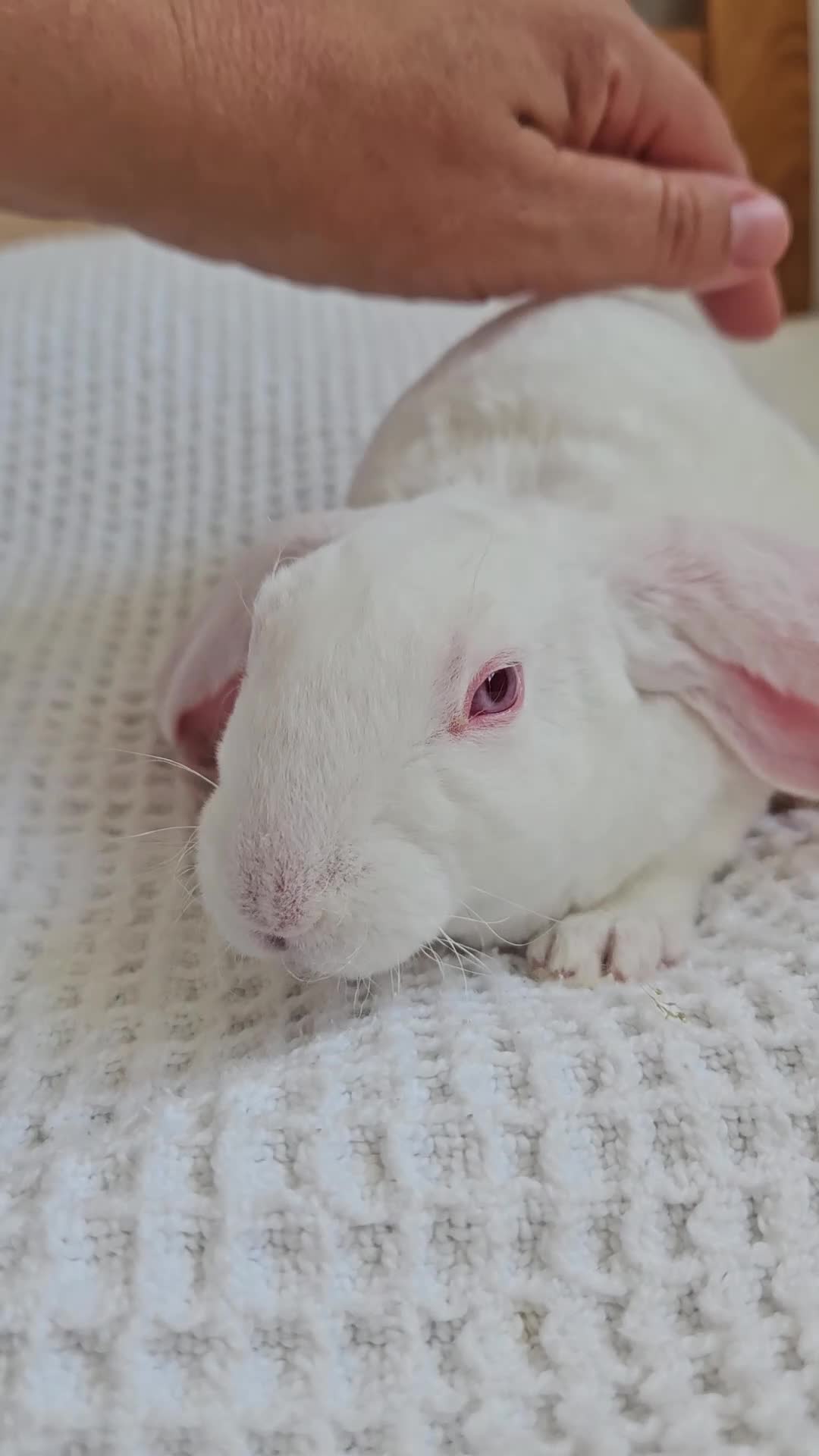 Rex rabbits for sale: Luxury Velveteen Lops  - Video 4