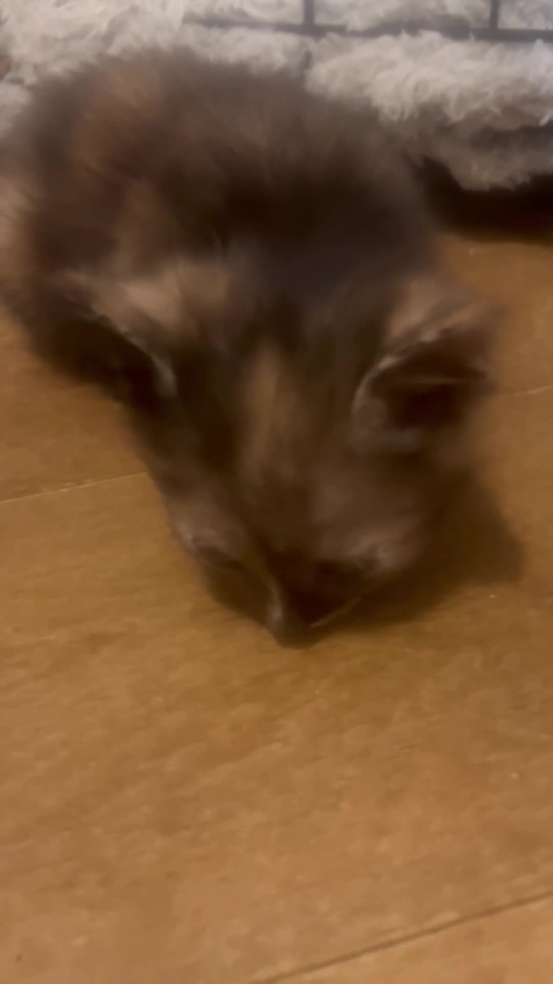 Russian Blue cats for sale: STUNNING KITTENS  - Video 1