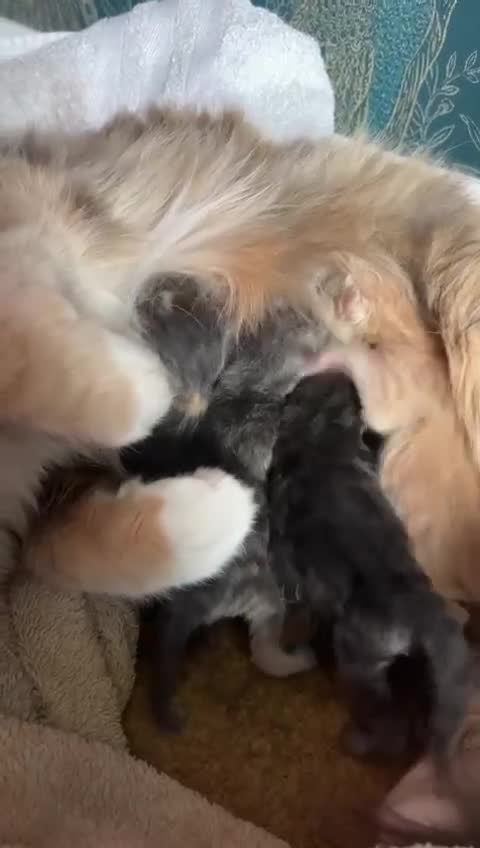 Maine Coon cats for sale: Maine Coon Cross - Video 1