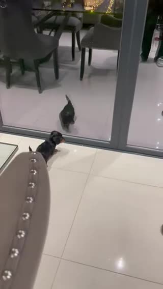 Miniature Dachshund dogs for sale: KC Long Hair 'Mini-Mini' Dachshund Puppies - Video 2