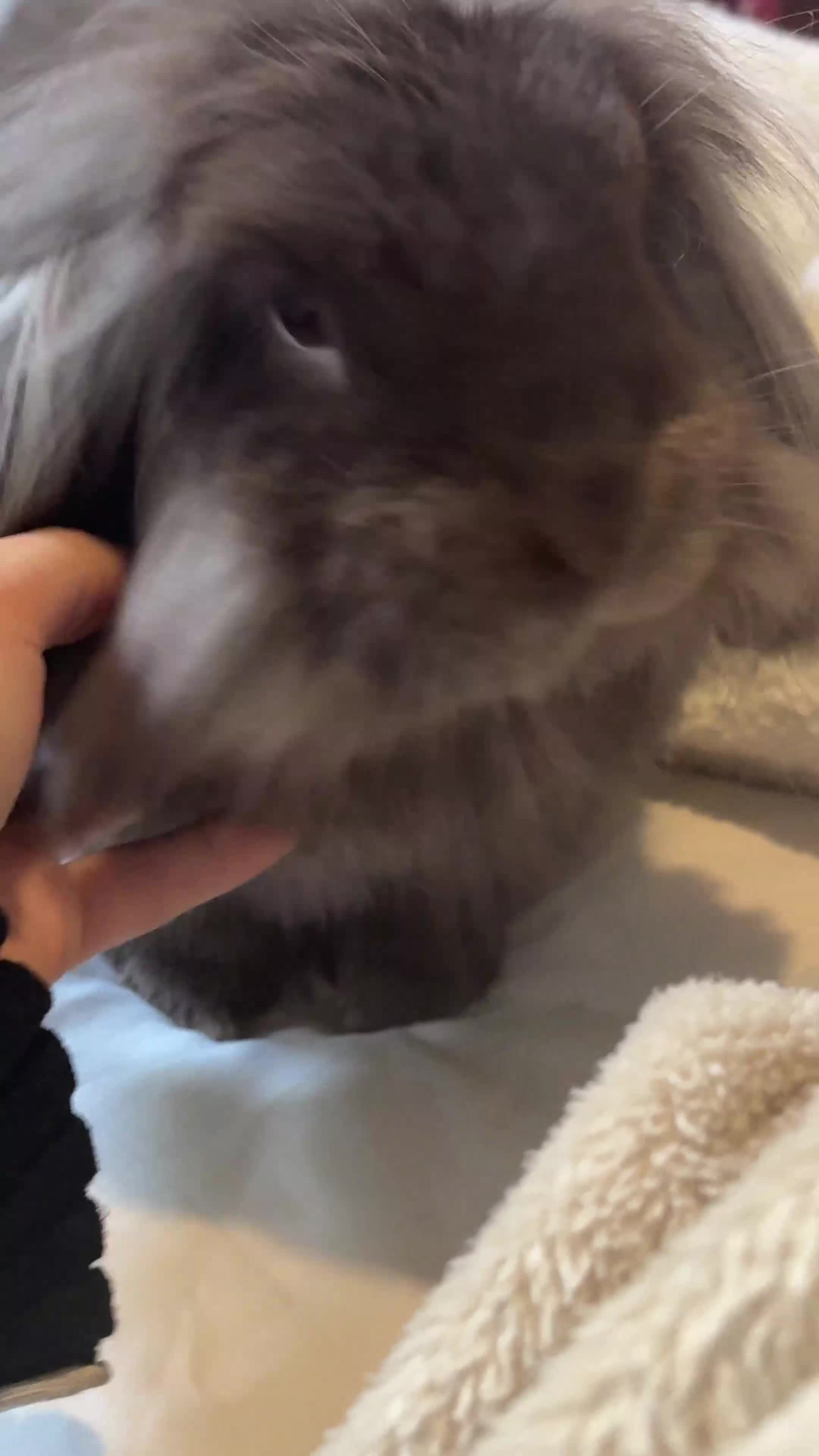 Lionhead rabbits for sale: Rabbit brothers looking for a sweet family - Video 1