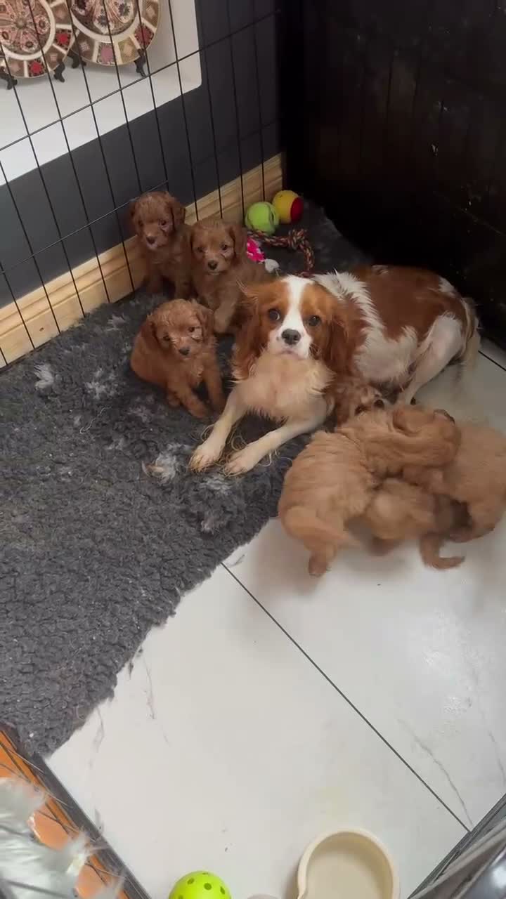 Cavapoo dogs for sale: Excessively dna health tested Cavapoo pups - Video 1