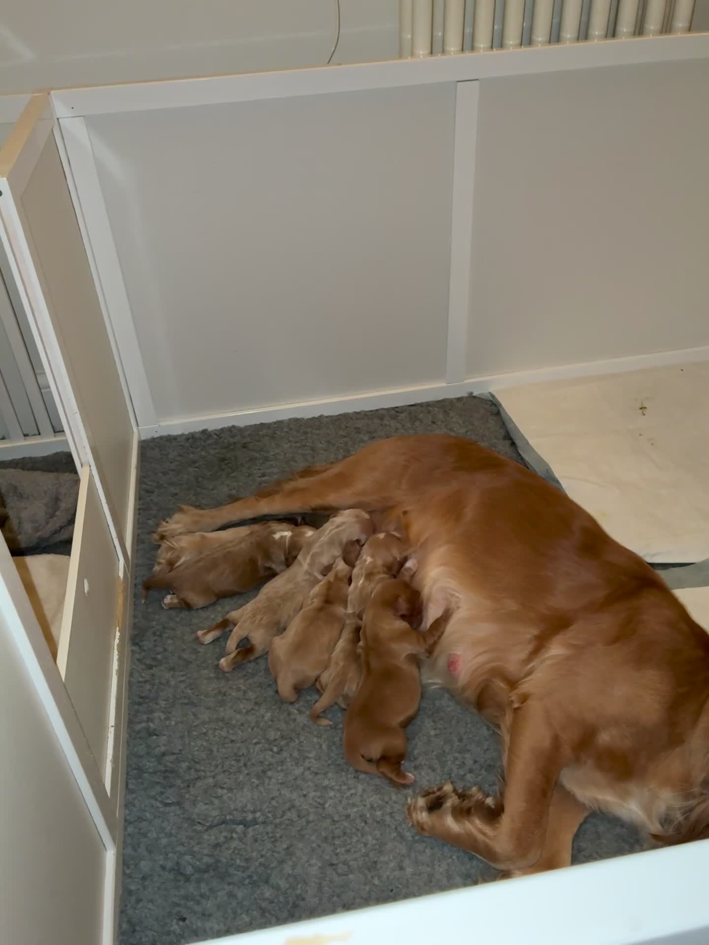 Cocker Spaniel dogs for sale: KC Registered and Vet checked Pups - Video 1