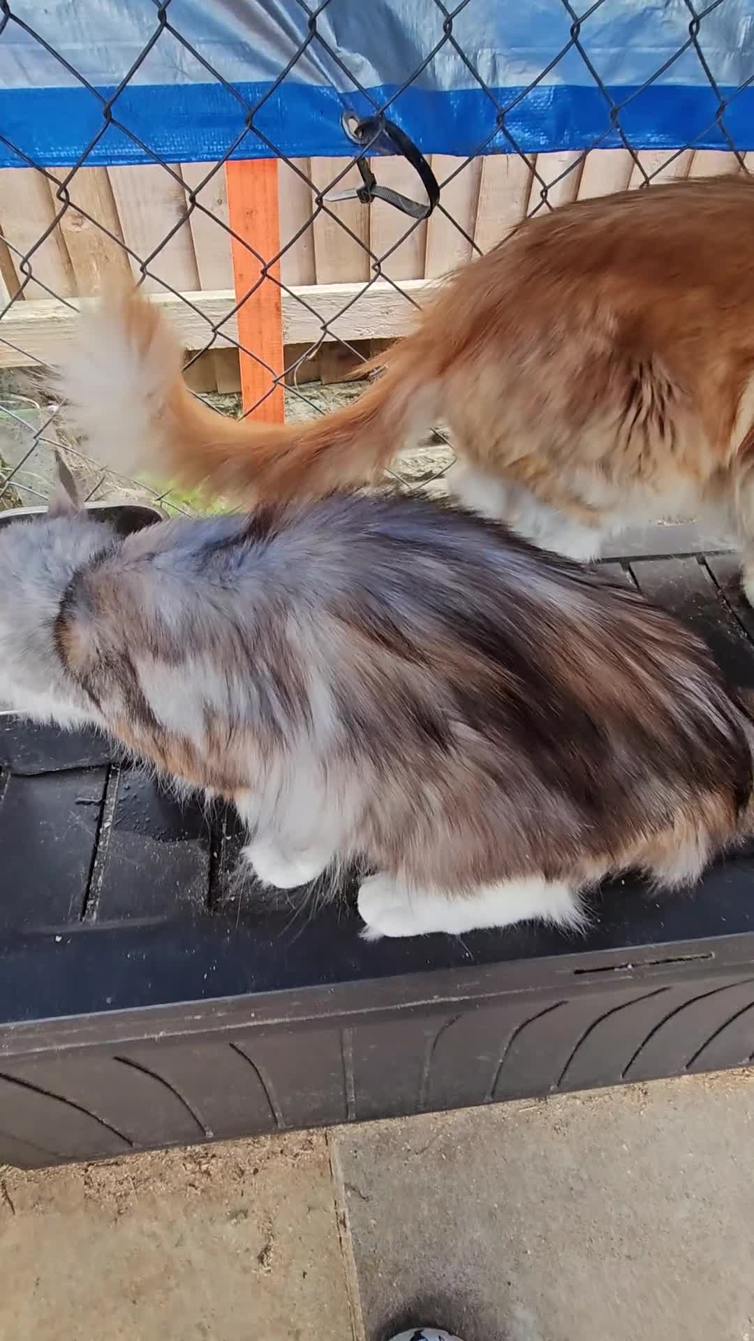 Maine Coon cats for sale: Stunning Black Silver Torbie worth White. - Video 1