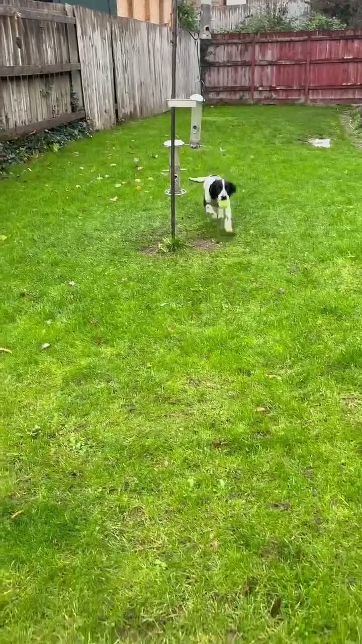 English Springer Spaniel dogs for sale: Lively Black/White ESS bitch pup 6 months  - Video 1