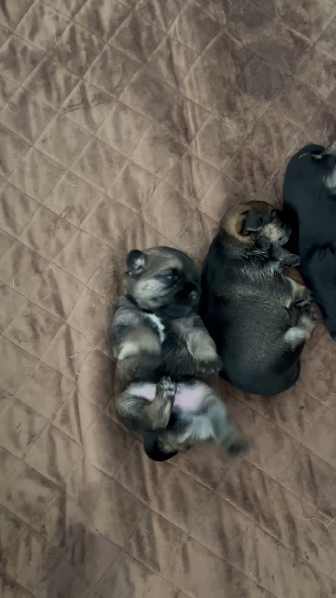 Border Terrier dogs for sale: 6 stunning boarder terrier puppies  - Video 2