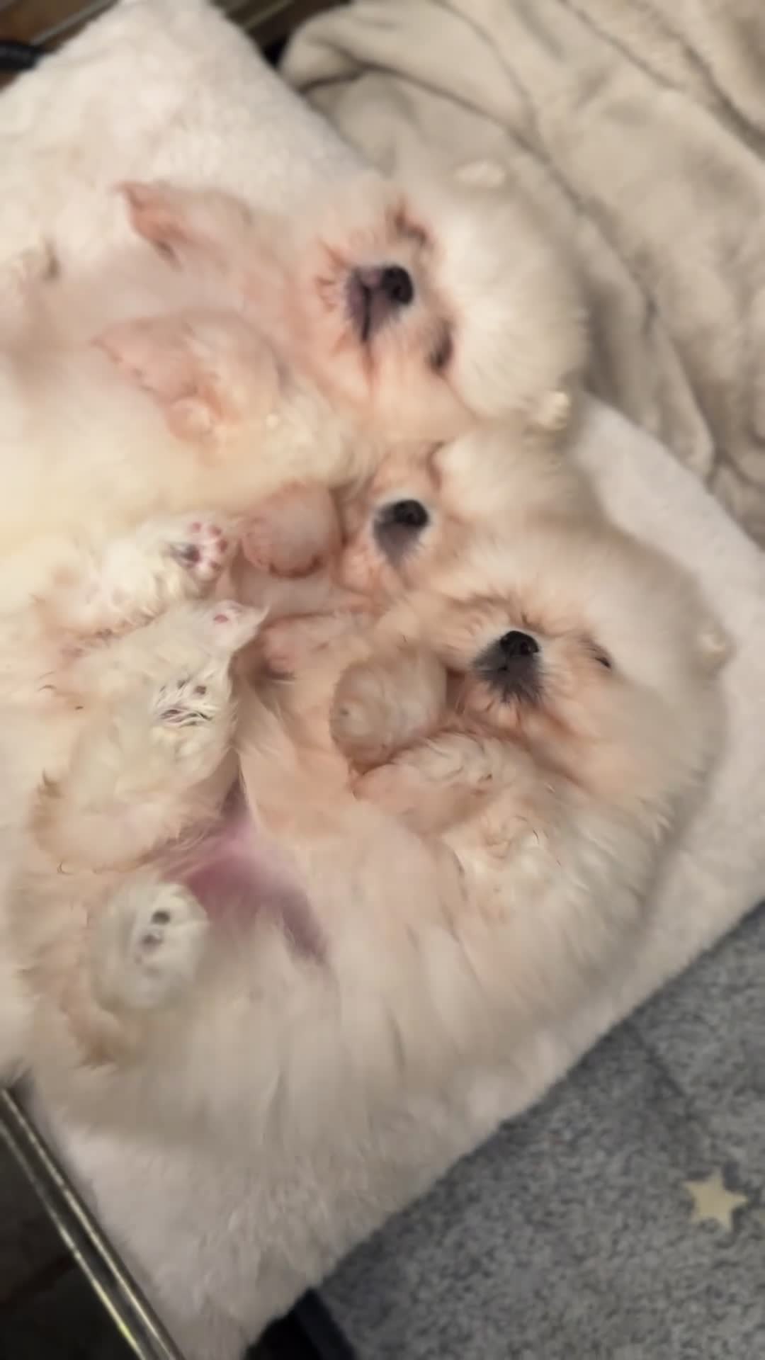 Pomeranian dogs for sale: 🧸 WHITE KC TEDDY BEARS 🧸 TINY, TRUE TYPE! - Video 2