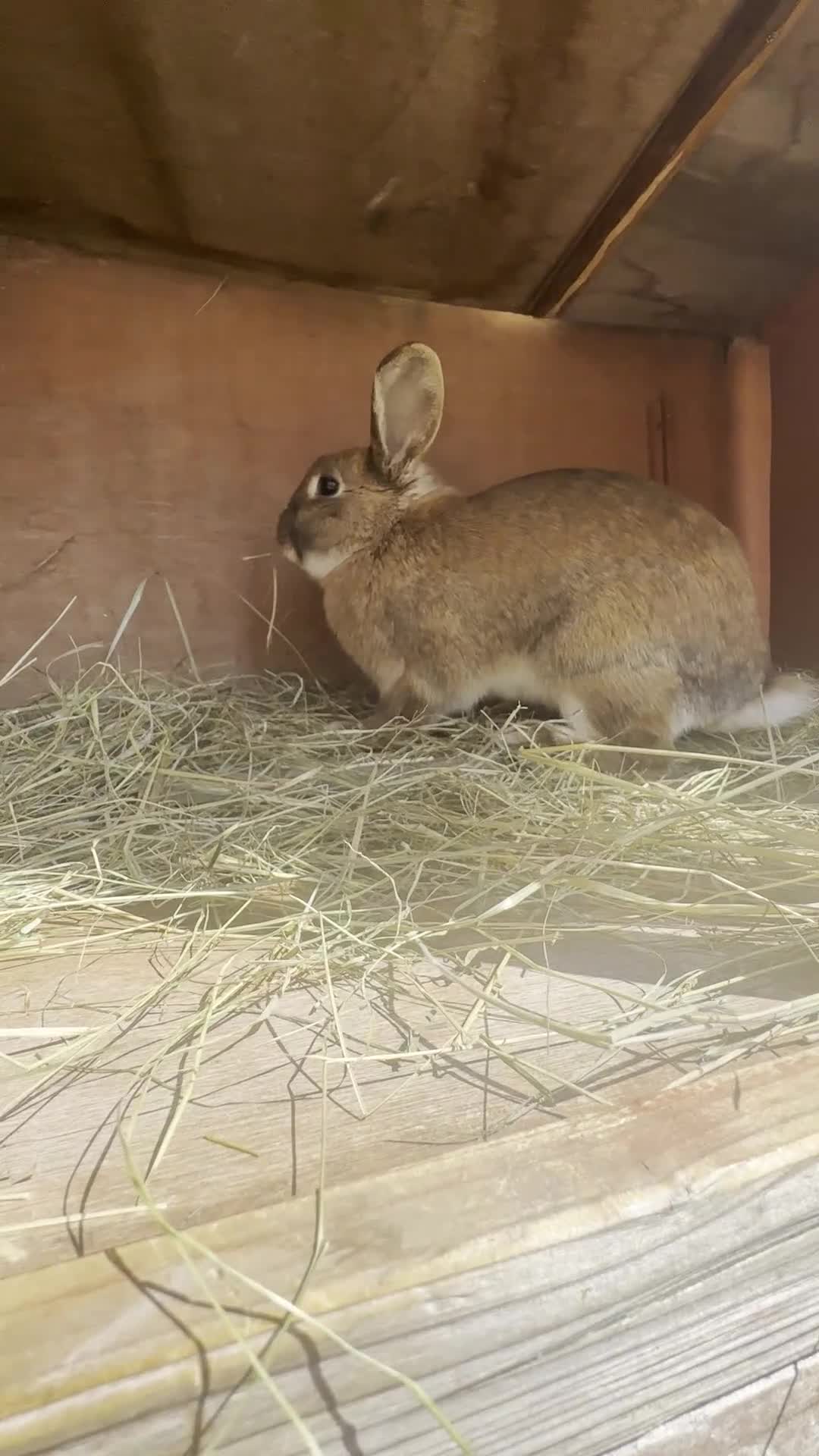 Californian rabbits for sale: 2 Female Californian Rabbits. - Video 1