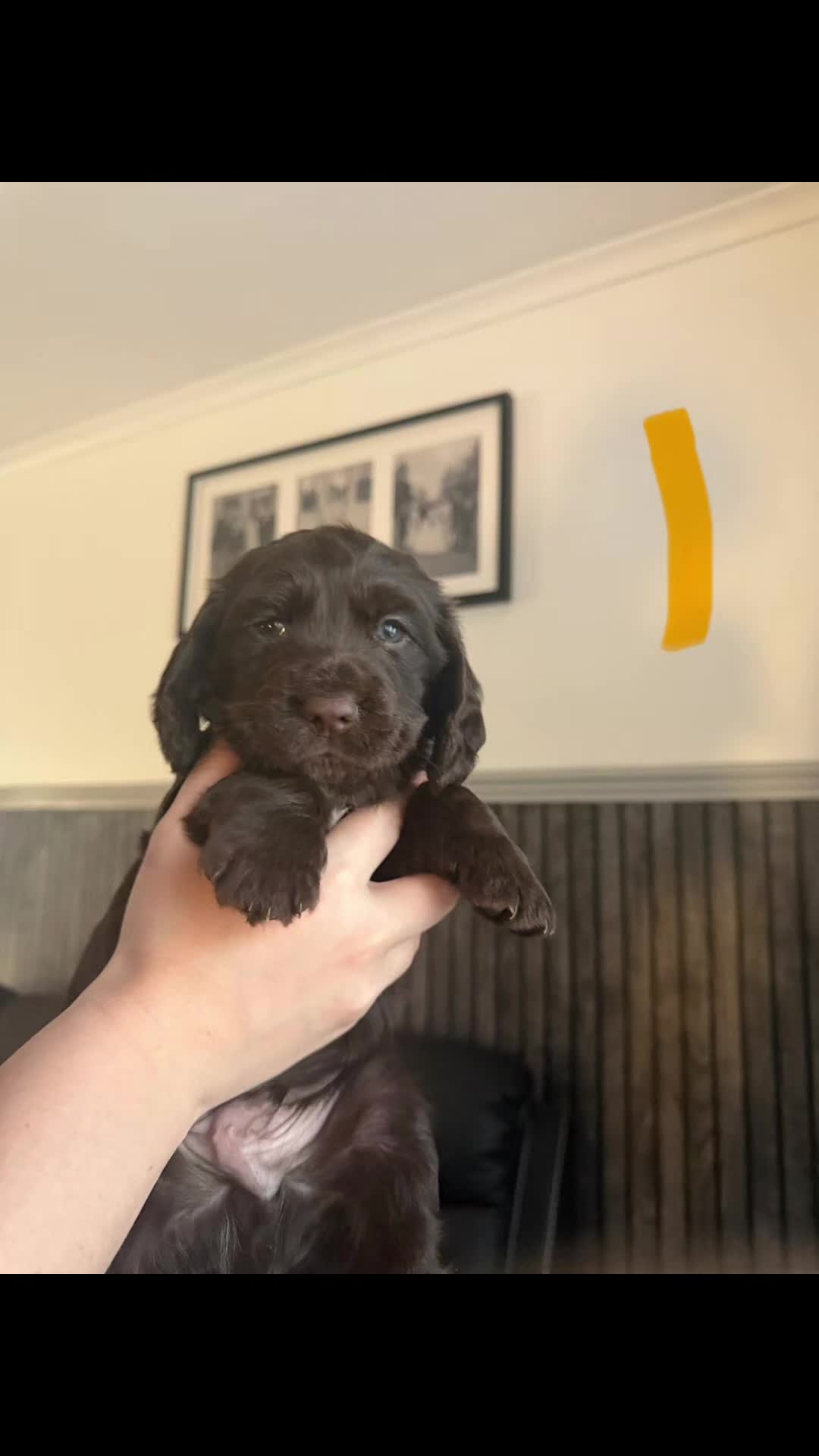 Cocker Spaniel dogs for sale: KC Reg Working Cocker Spaniel Pups ** 1 Boy Left** - Video 3