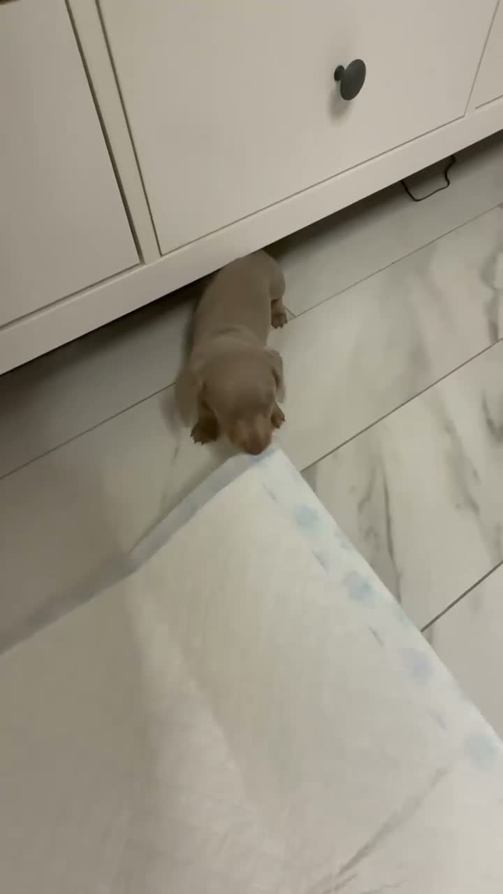 Miniature Dachshund dogs for sale: Miniature dachshund puppy’s  in Bristol - Video 2