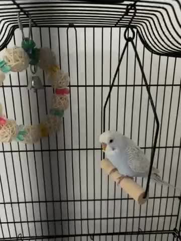 Budgerigars birds for sale: 6 week budgie for sale, hand fed  in Coventry - Video 2