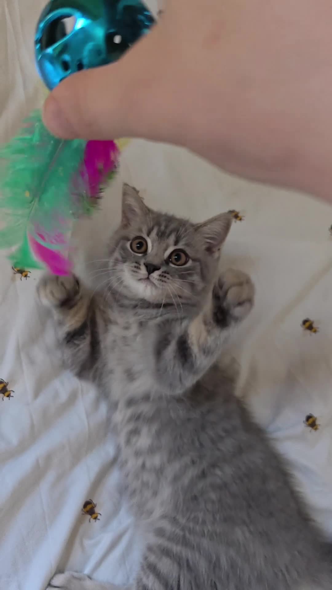 Scottish Fold cats for sale: Last Pedigree Scottish Straight Boy left  - Video 3