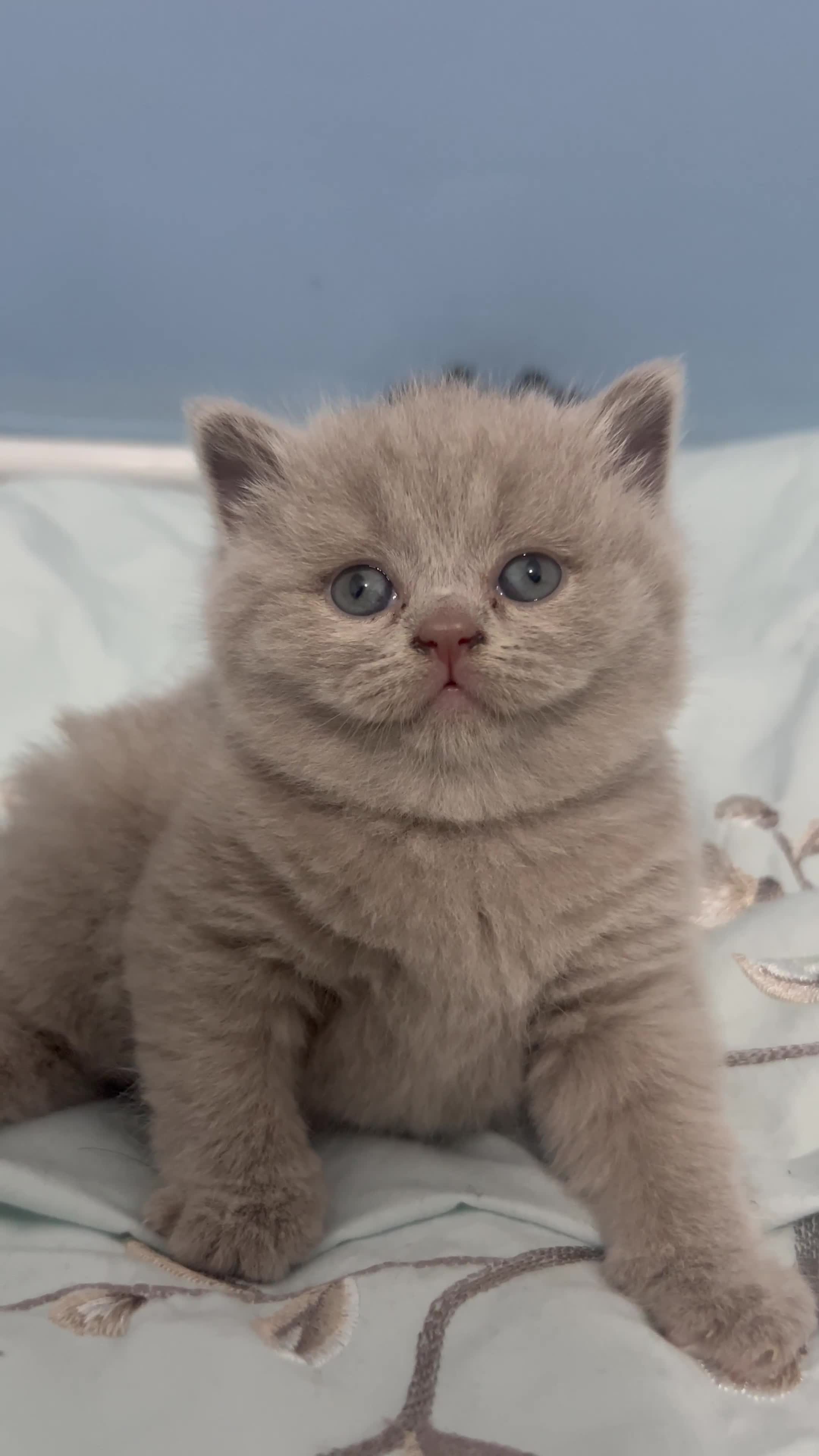 British Shorthair cats for sale: 🐱Adorable Rare Lilac British Shorthair Kittens - Video 5