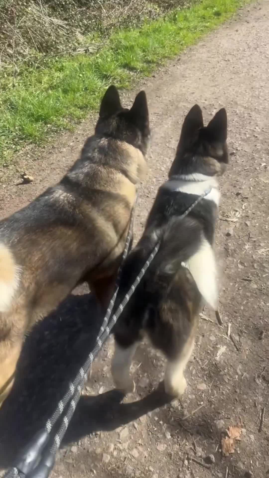 Akita dogs for stud: American Akita  - Video 2