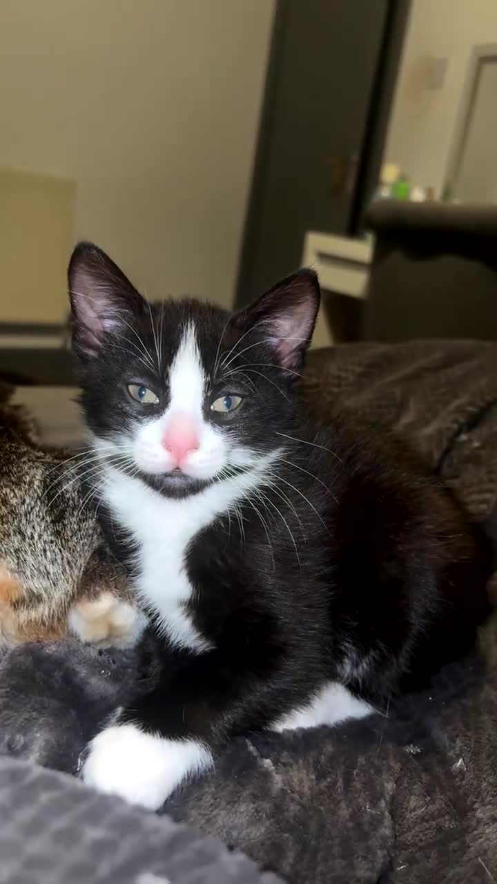 Mixed Breed cats for sale: Kittens for sale  - Video 5