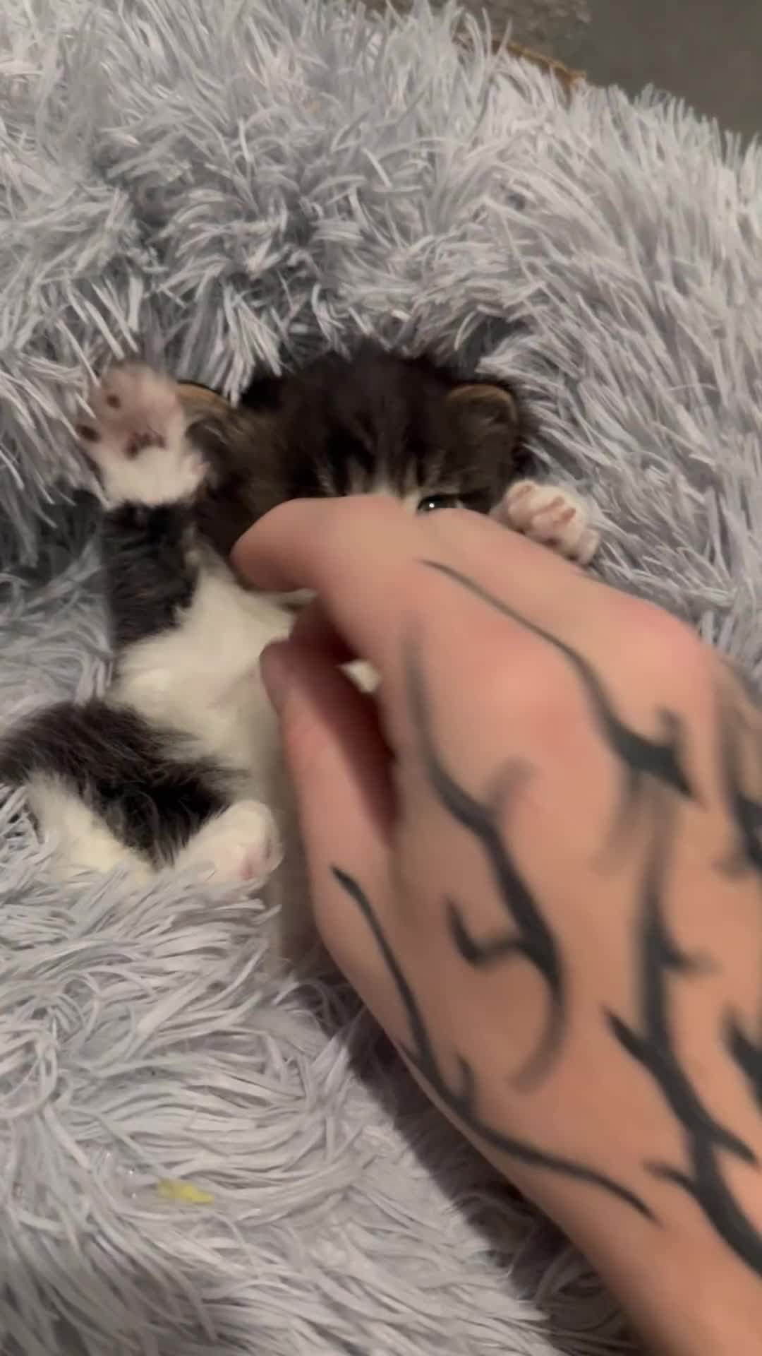 Mixed Breed cats for sale: Male kitten - Video 1