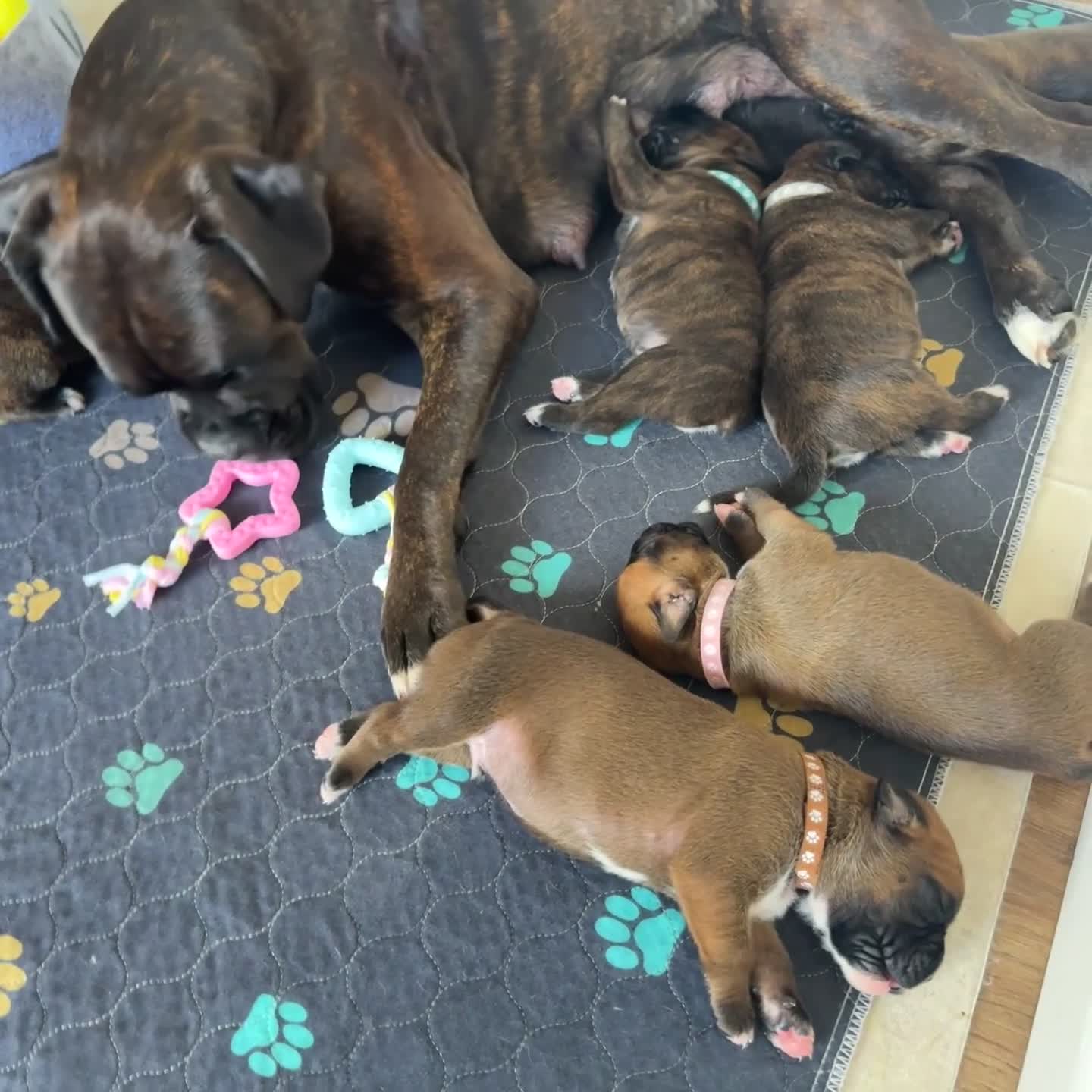 Boxer dogs for sale: KC Registered Boxer Puppies – Ready to Reserve - Video 3