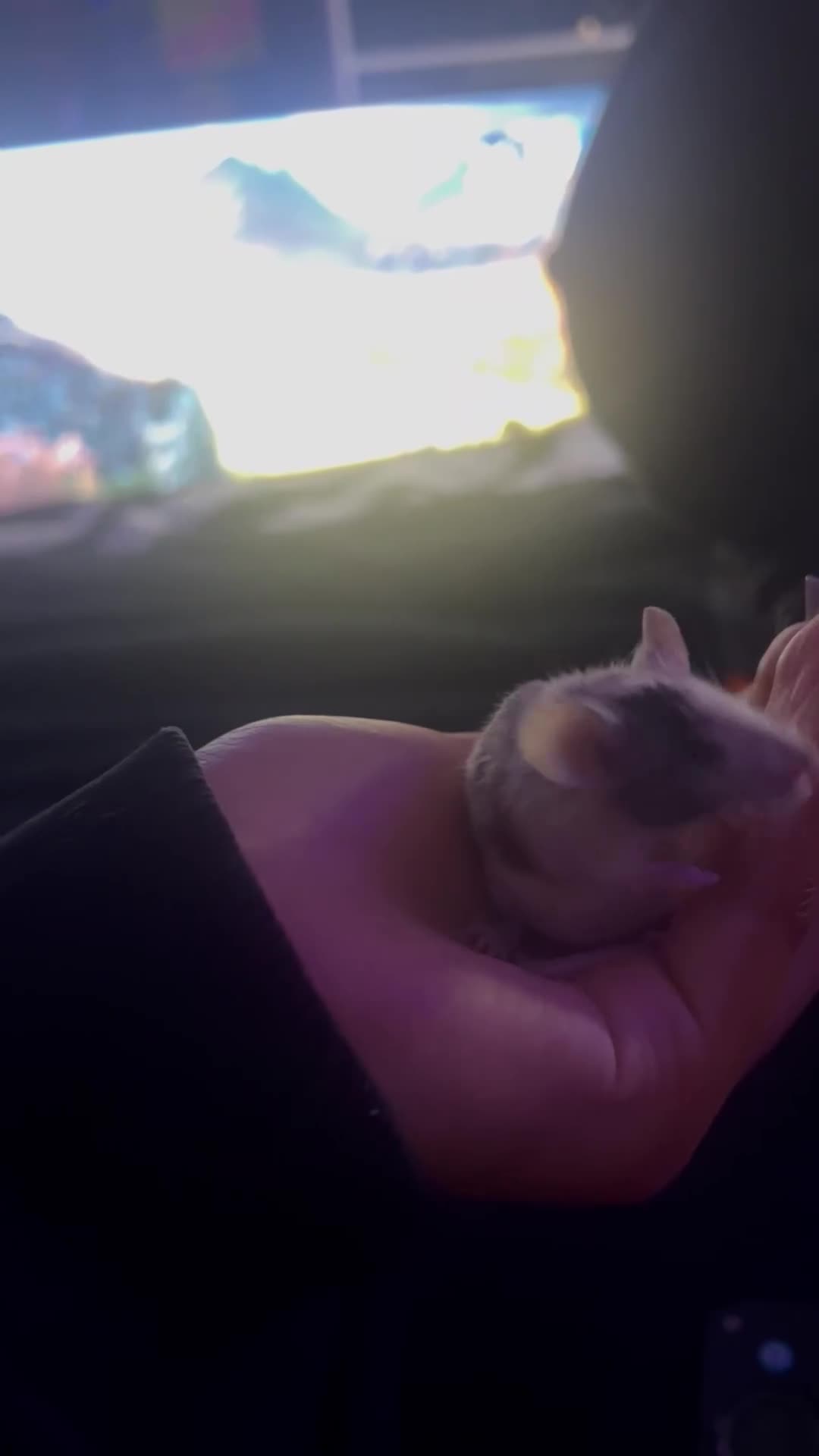 Mouse rodents for sale: 4 female mice and full setup in Luton - Video 2