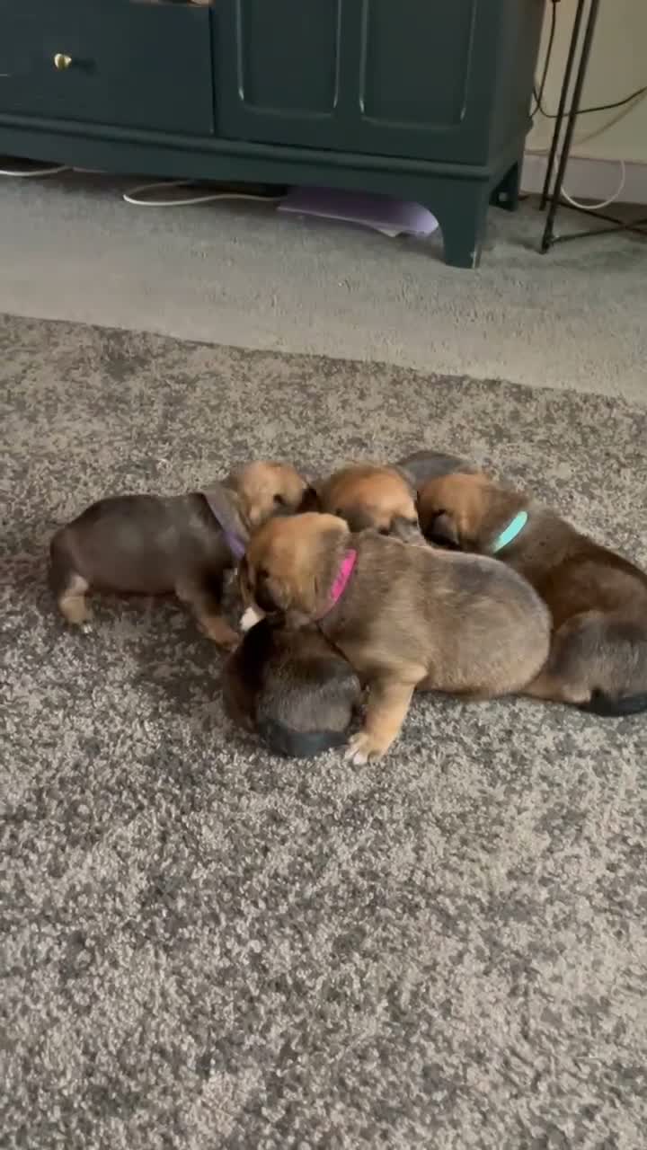 Mixed Breed dogs for sale: Rottweiler hybrid pup in Oldham - Video 1