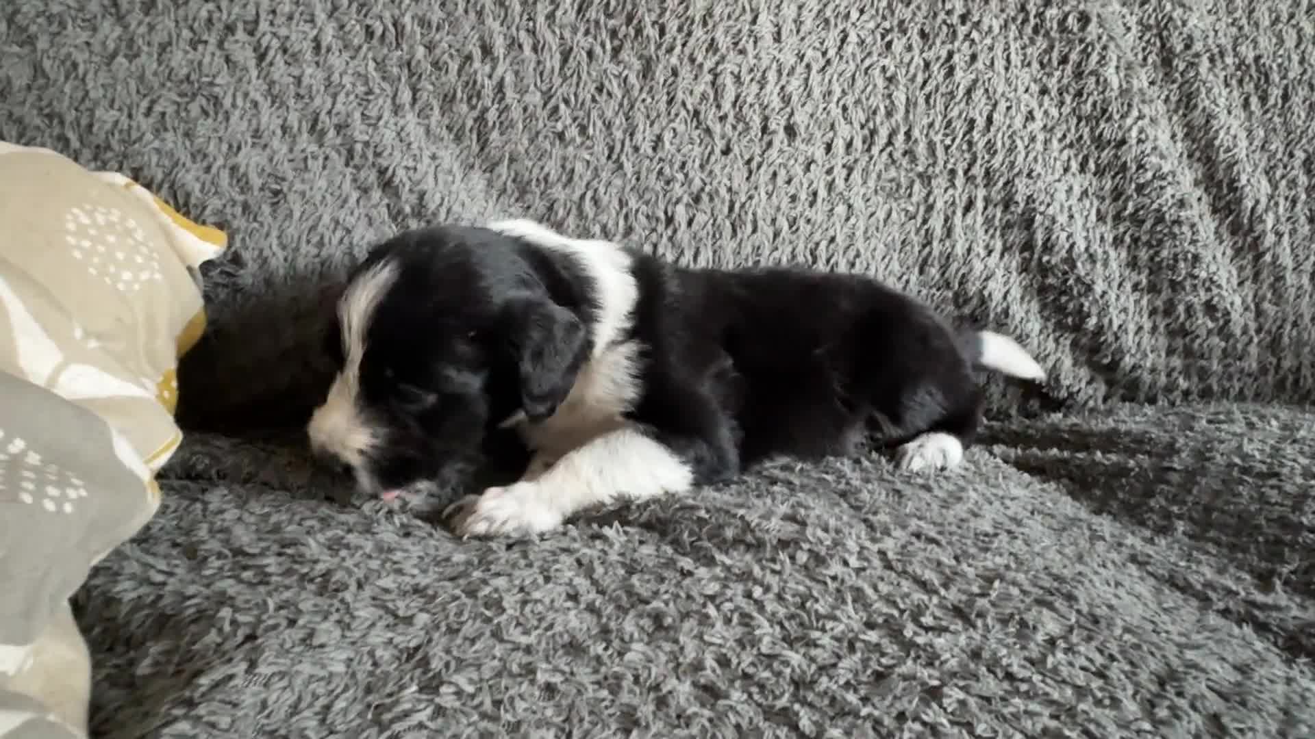Mixed Breed dogs for sale: 🐾🐶10 stunning Cocker collies🐶🐾 in Morpeth - Video 1