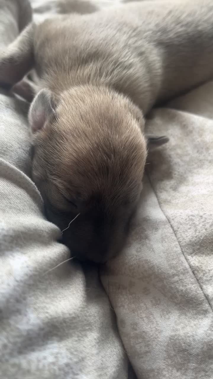 Whippet dogs for sale: 2 Whippet Pups one male one female - Video 3