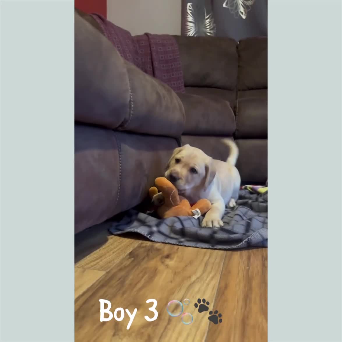 Labrador Retriever dogs for sale: Beautiful Labrador puppies!! ❤️🐾 - Video 5