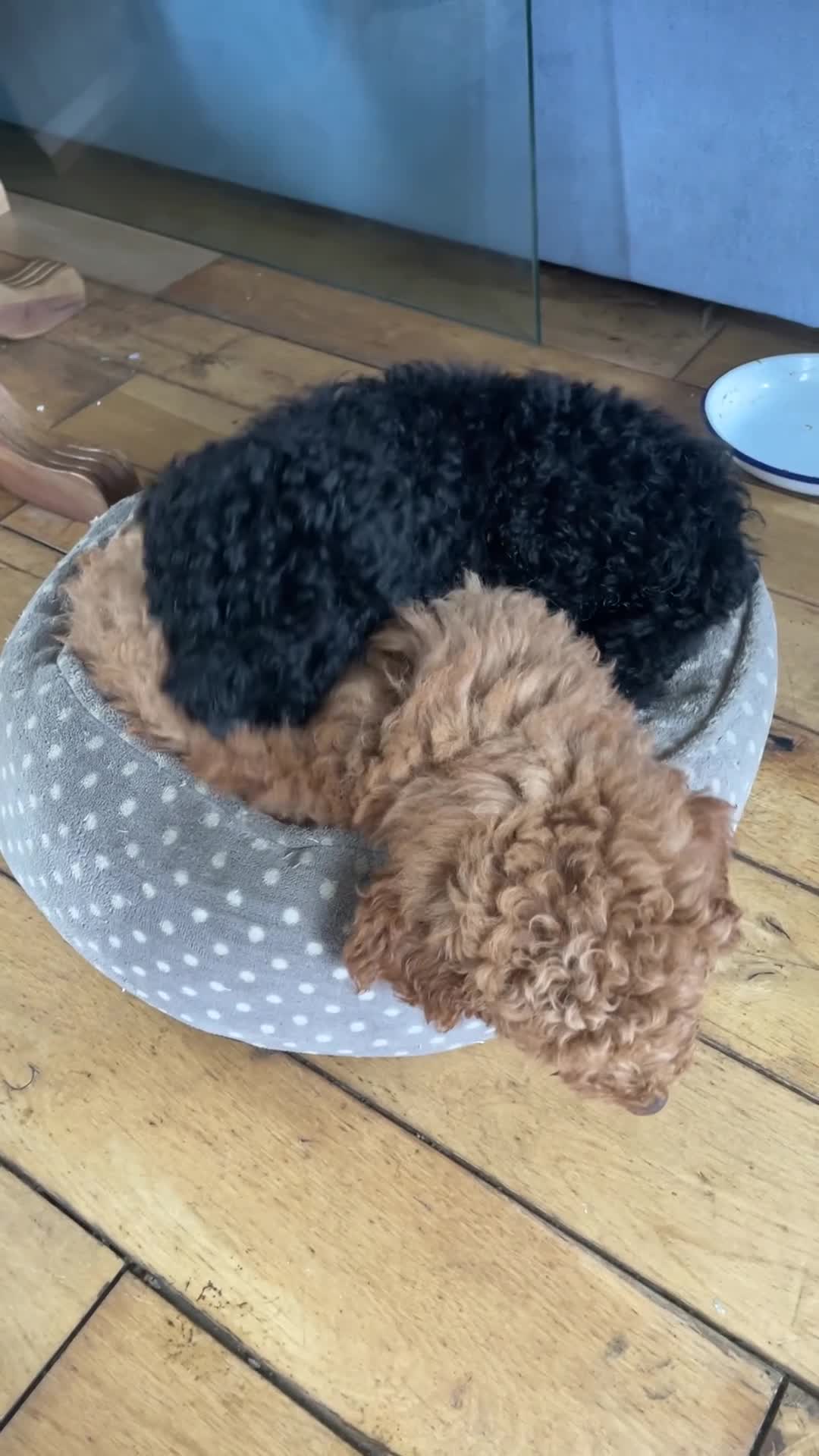 Maltipoo dogs for sale: Maltipoo pups ready to go around 22nd December - Video 2