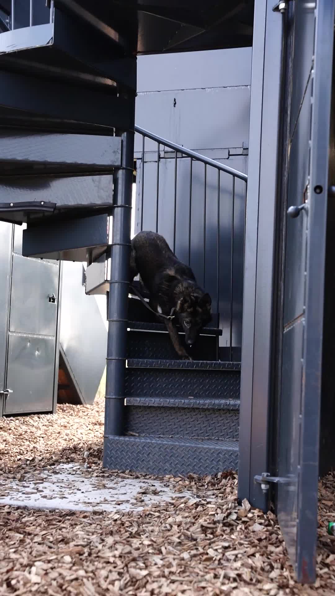 German Shepherd dogs for sale: PP Part Trained Youngster in Rushden - Video 1