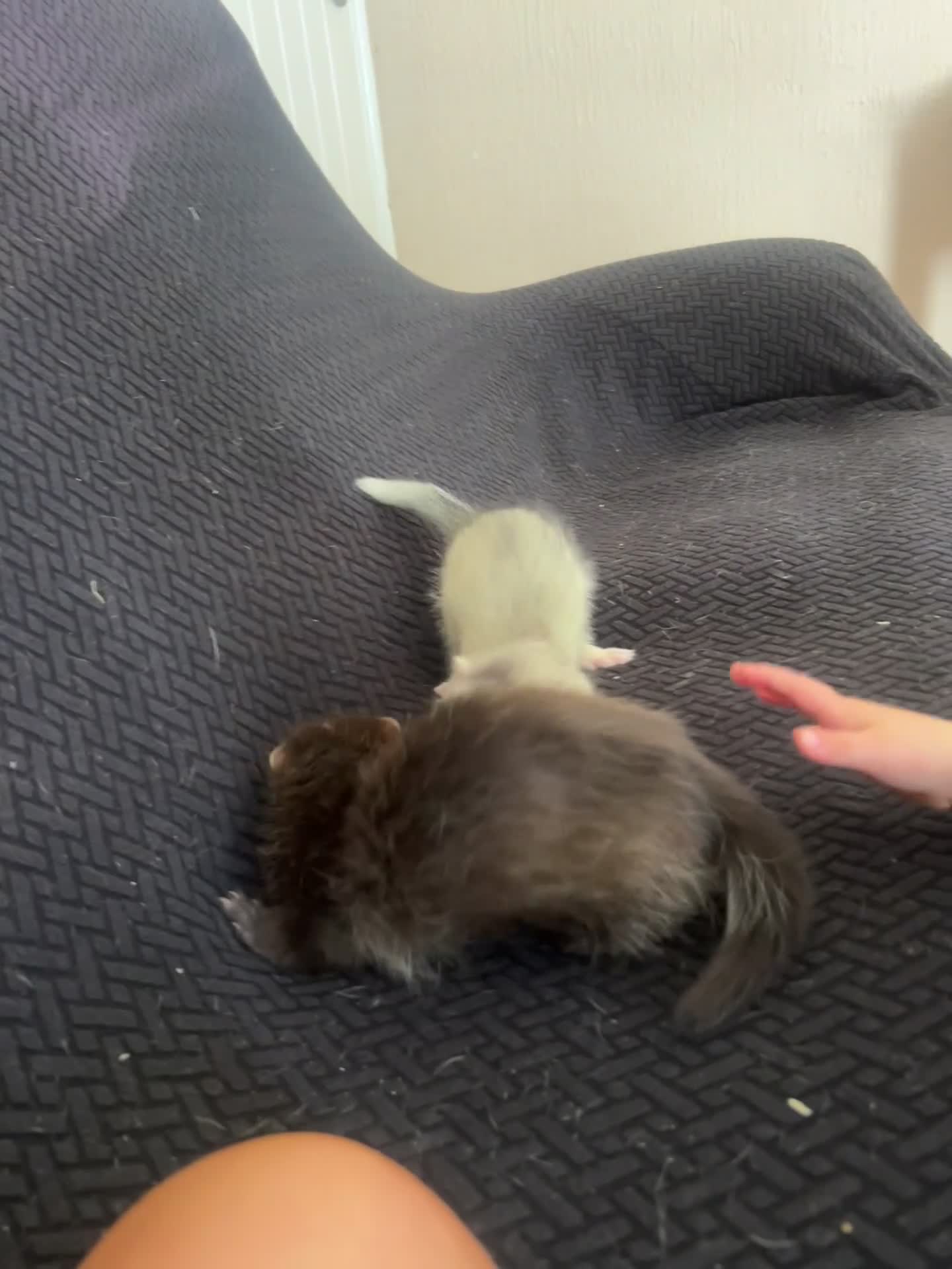 Ferret rodents for sale: FullangoraHob/1semiAngoraJill silver/2sableFullJil - Video 1