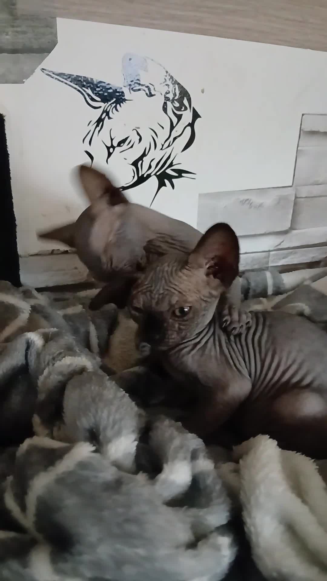 Sphynx cats for sale: Beautiful  Sphynx kitten for sale  - Video 1