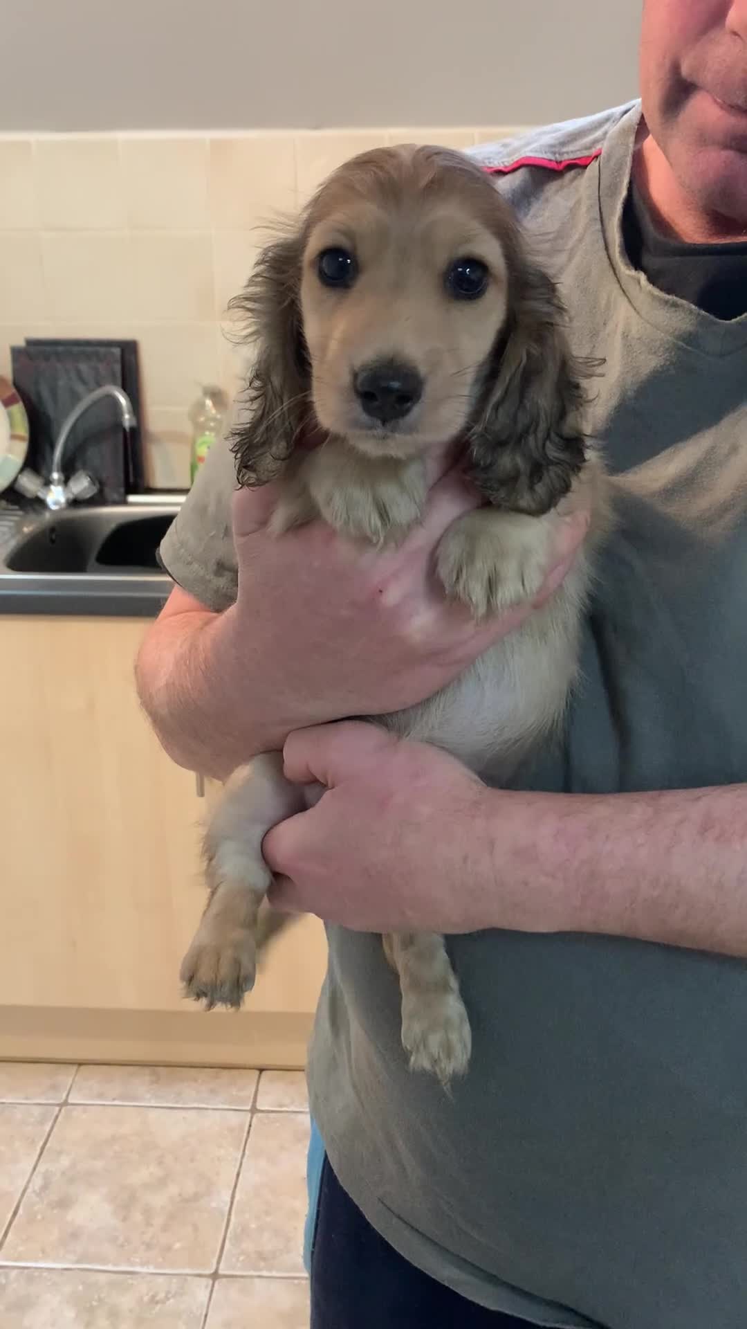 Miniature Dachshund dogs for sale: Miniature long haired dachshund boys  - Video 1