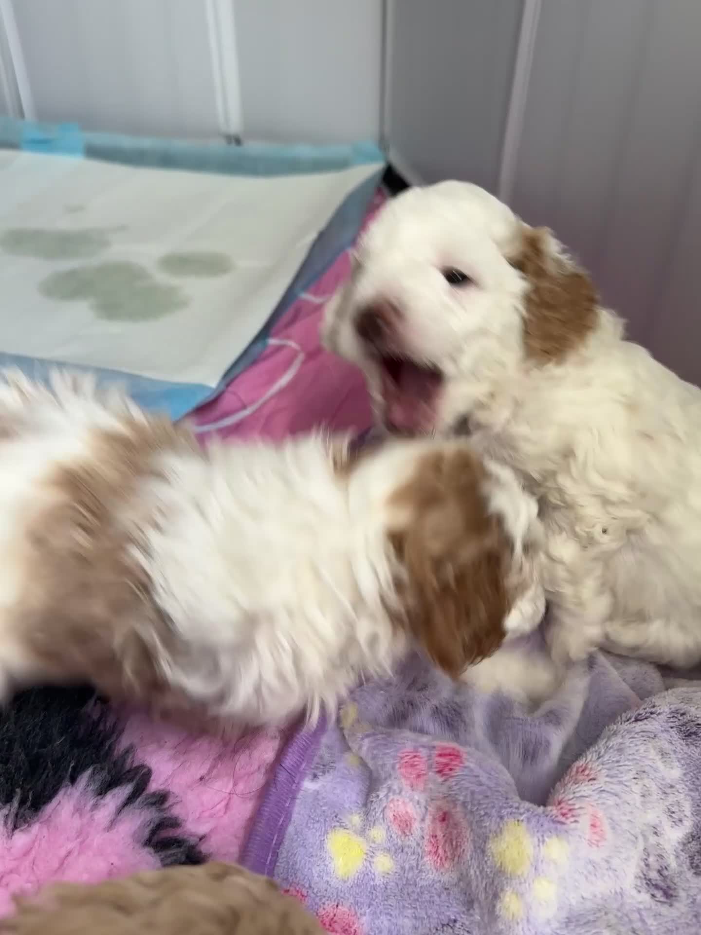 Cockapoo dogs for sale: F1BB Toy Cockapoo puppies - Video 3