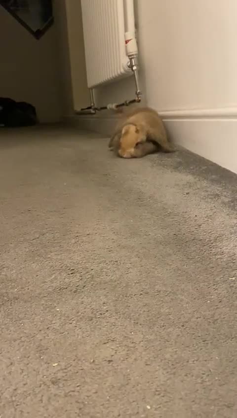 Mini Lop rabbits for sale: 12 week mini lop- last boy left :) - Video 1