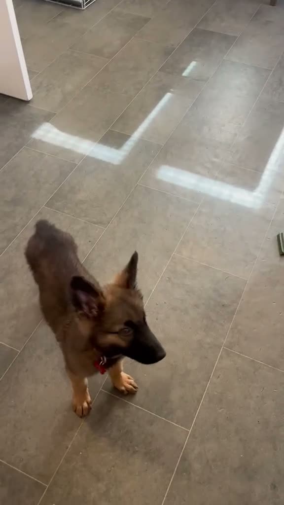 German Shepherd dogs for sale: Beautiful German shepherd cross Belgium shepherd  - Video 2