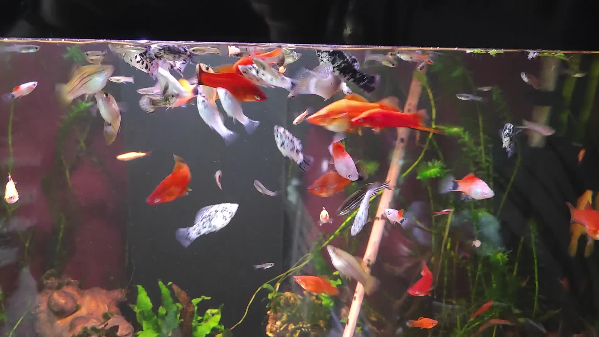 Live Bearers fish for sale: Various livebearers for sale £2 each or 6 for £10  - Video 2