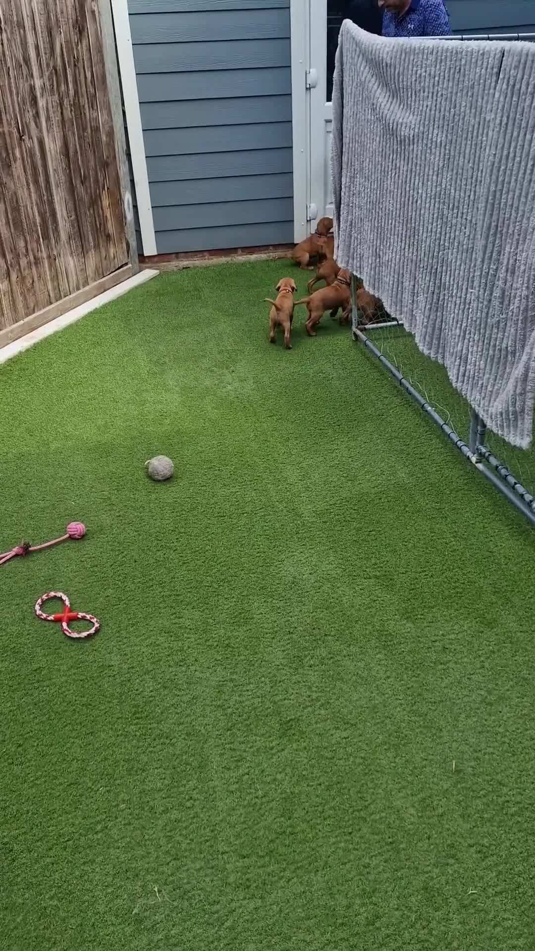 Hungarian Vizsla dogs for sale: Hungarian Vizsla Puppies KC Registered - Video 2
