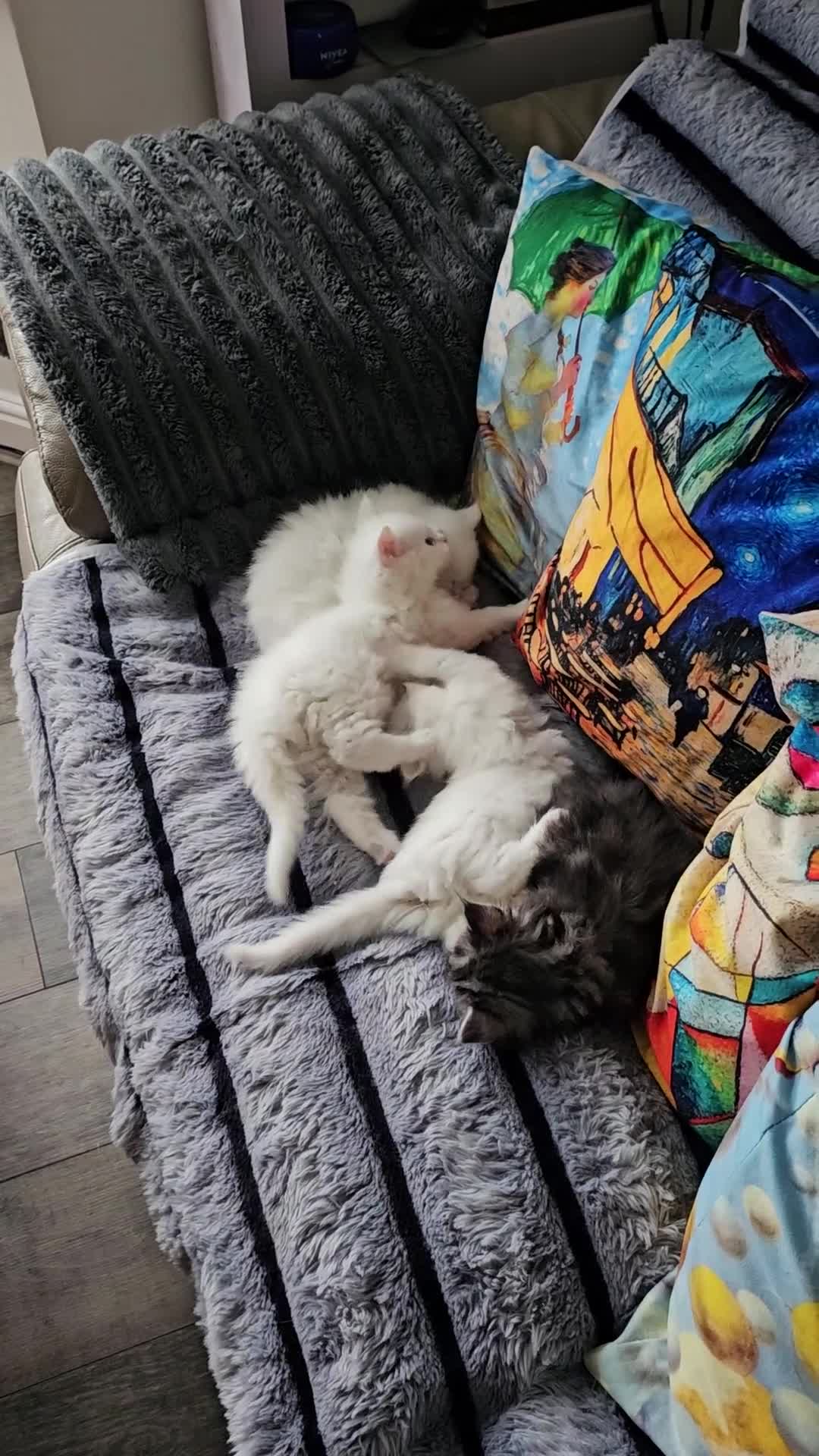 Maine Coon cats for sale: 3 Maine Coon kittens, 1 girl, 2 boys - Video 1