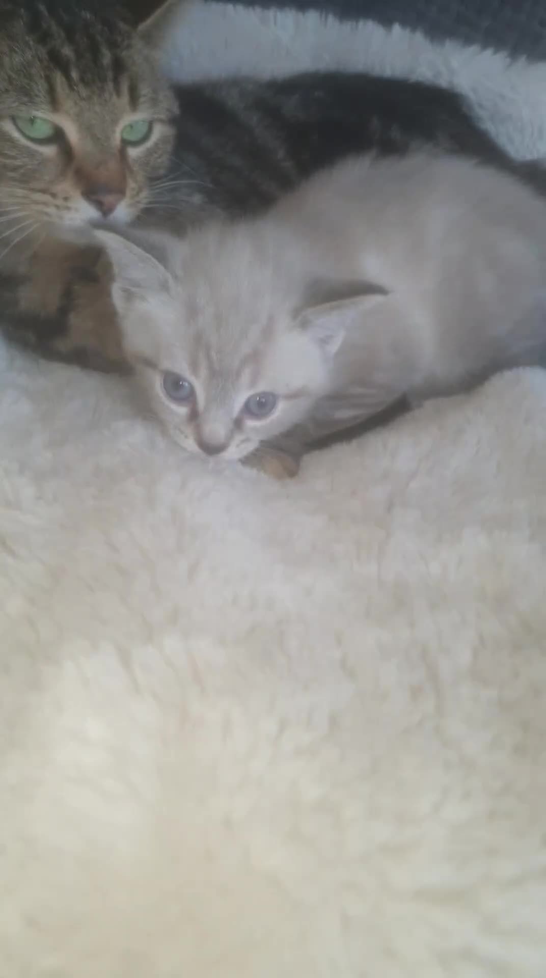 Ragdoll cats for sale: Beautiful white and grey striped Ragdoll - Video 1