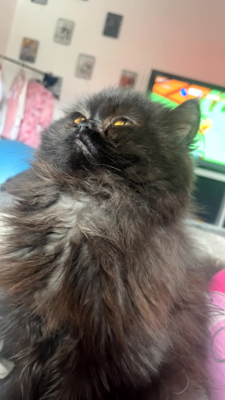 Persian cats for sale: Beautiful girl  - Video 1