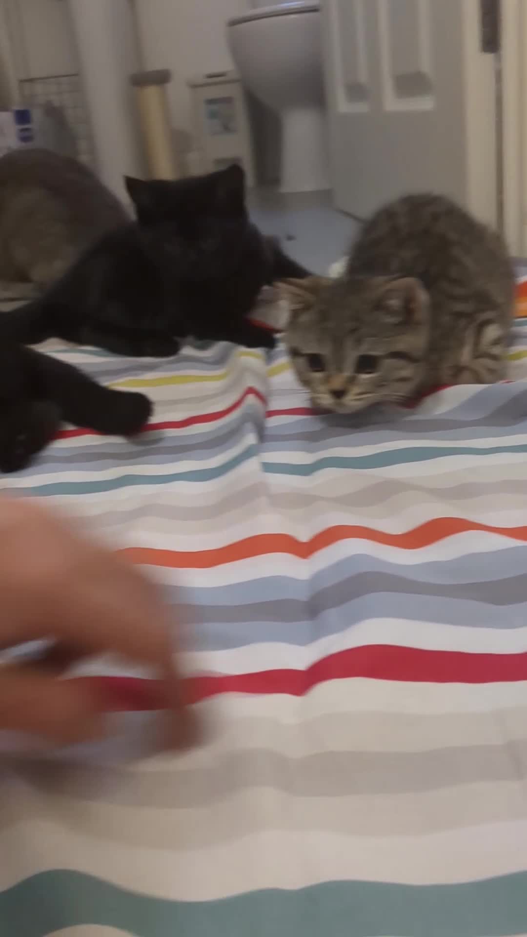 British Shorthair cats for sale: Ready now!! British shorthair kittens  - Video 3
