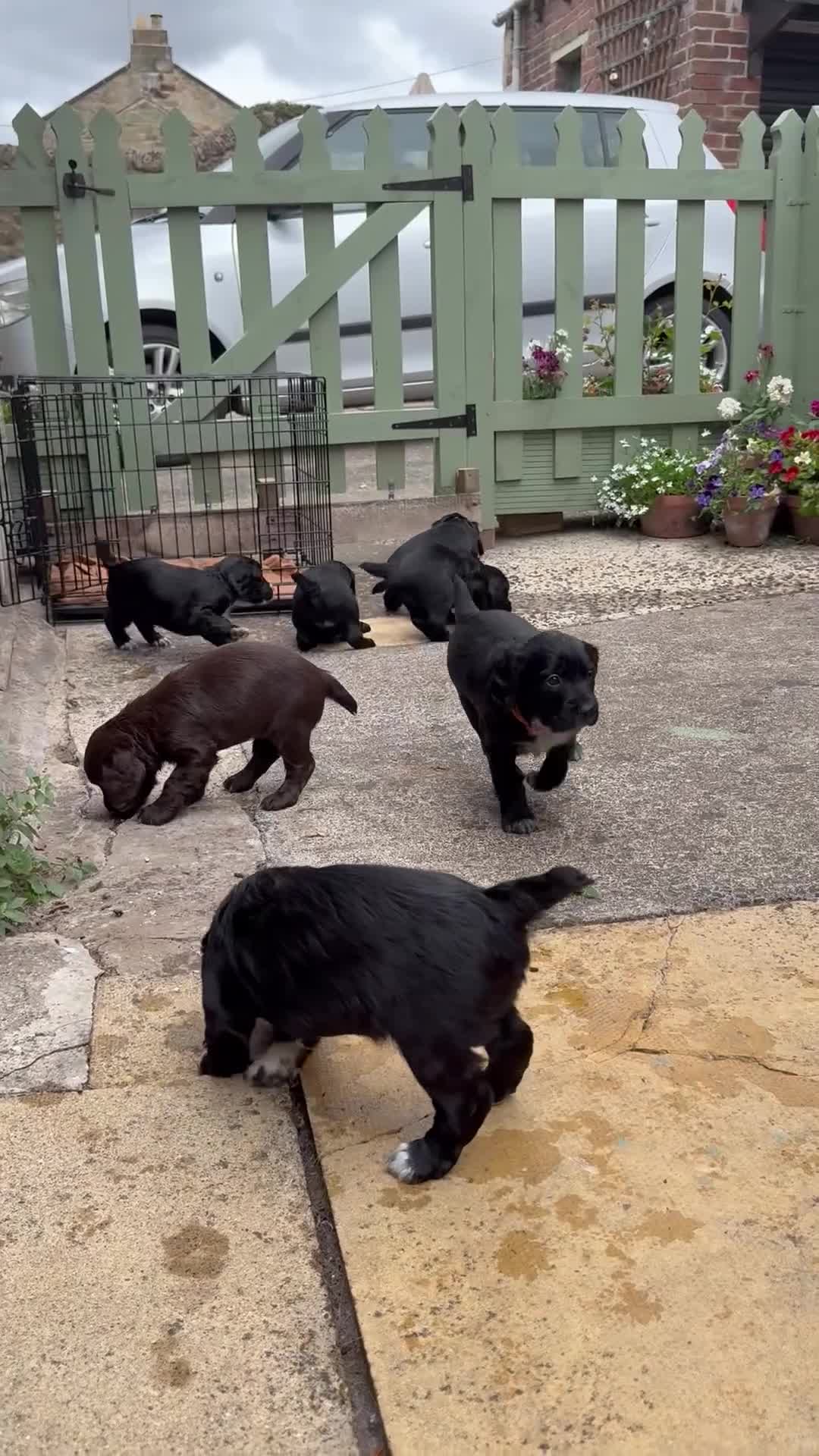 Cocker Spaniel dogs for sale: *READY TO LEAVE* KC Reg Working Cocker Pups in Stocksfield - Video 2