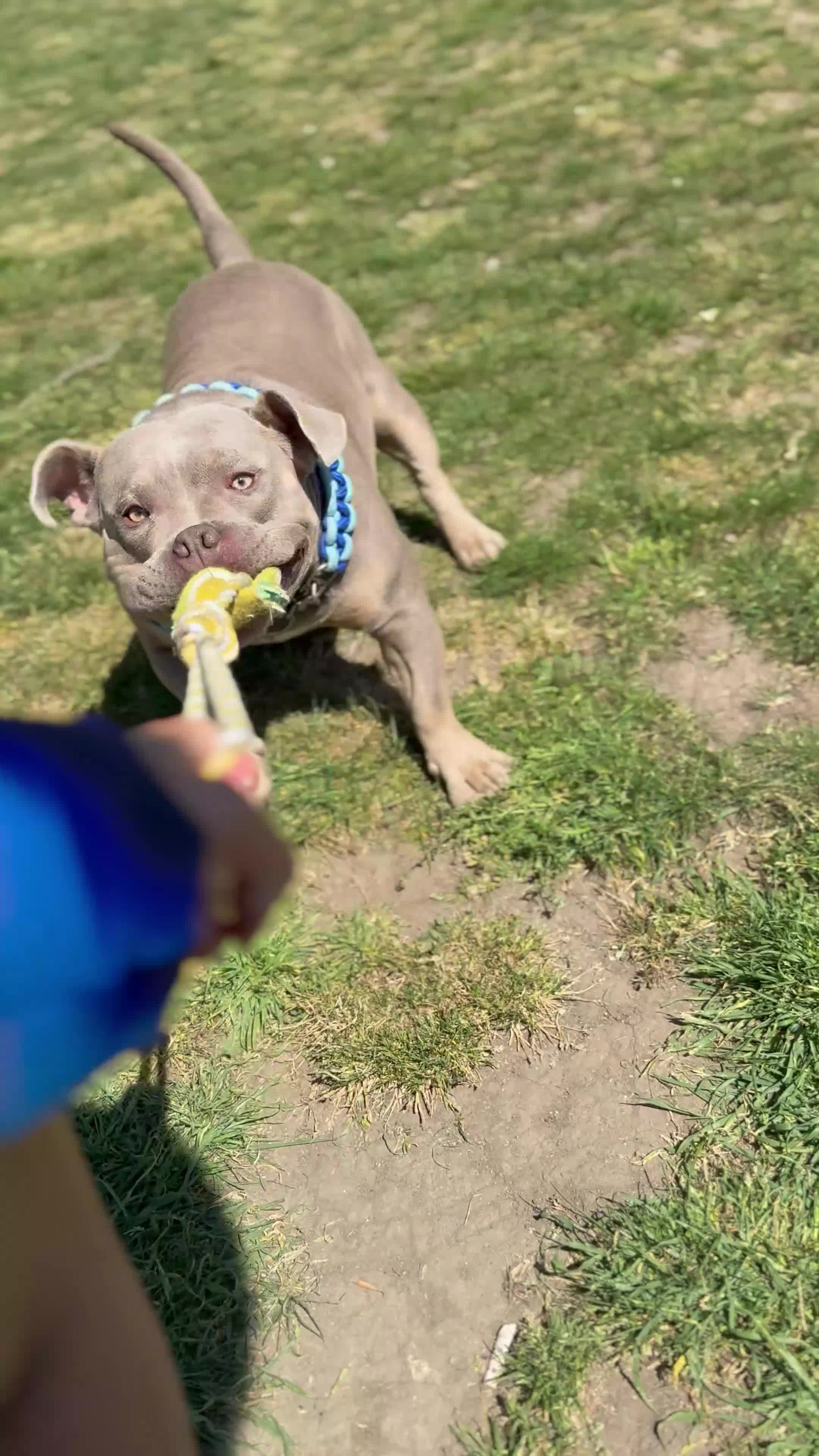 American Bully dogs for sale: Pocket Bully - Video 1