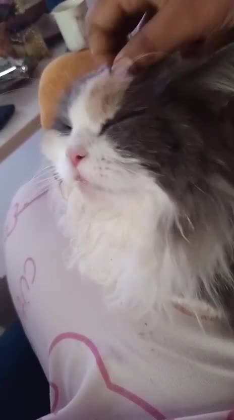 Mixed Breed cats for adoption: ASHLEY- PERSIAN MIX SPAYED VACCINATED CUDDLY GIRL - Video 5