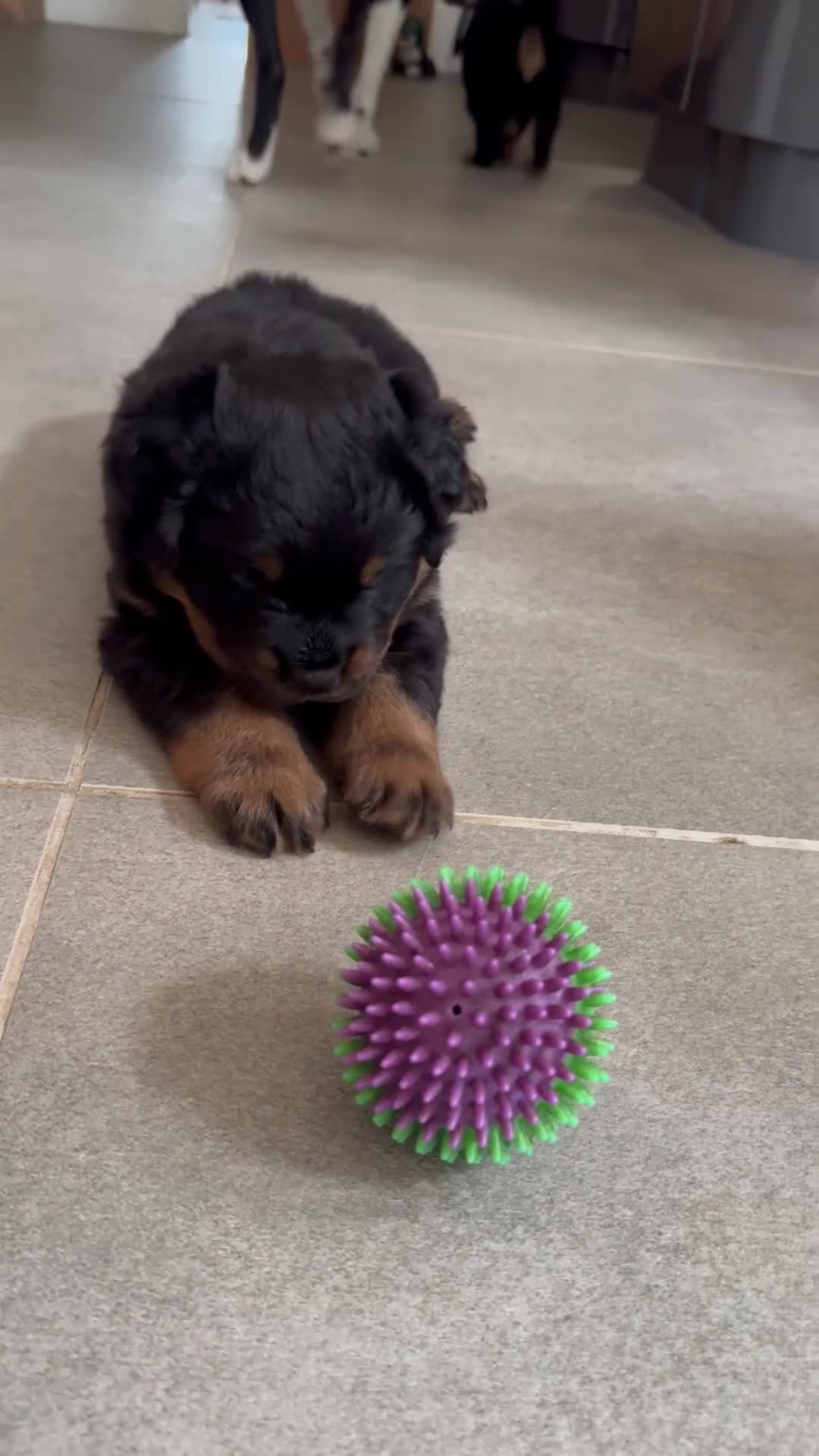 Rottweiler dogs for sale: KC Registered Rottweiler Puppies - Video 2
