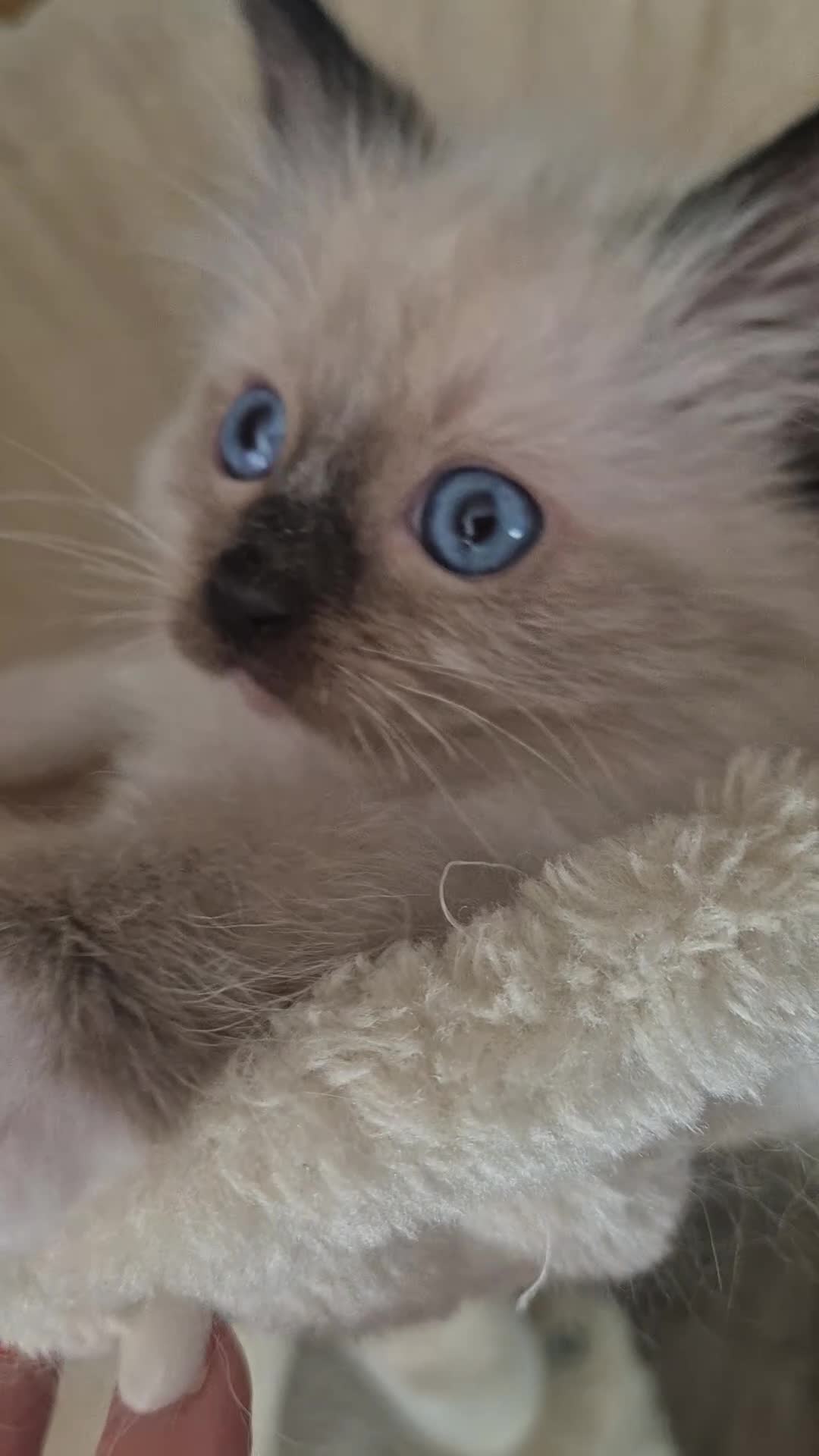 Ragdoll cats for sale: Beautifull ragdoll - Video 1