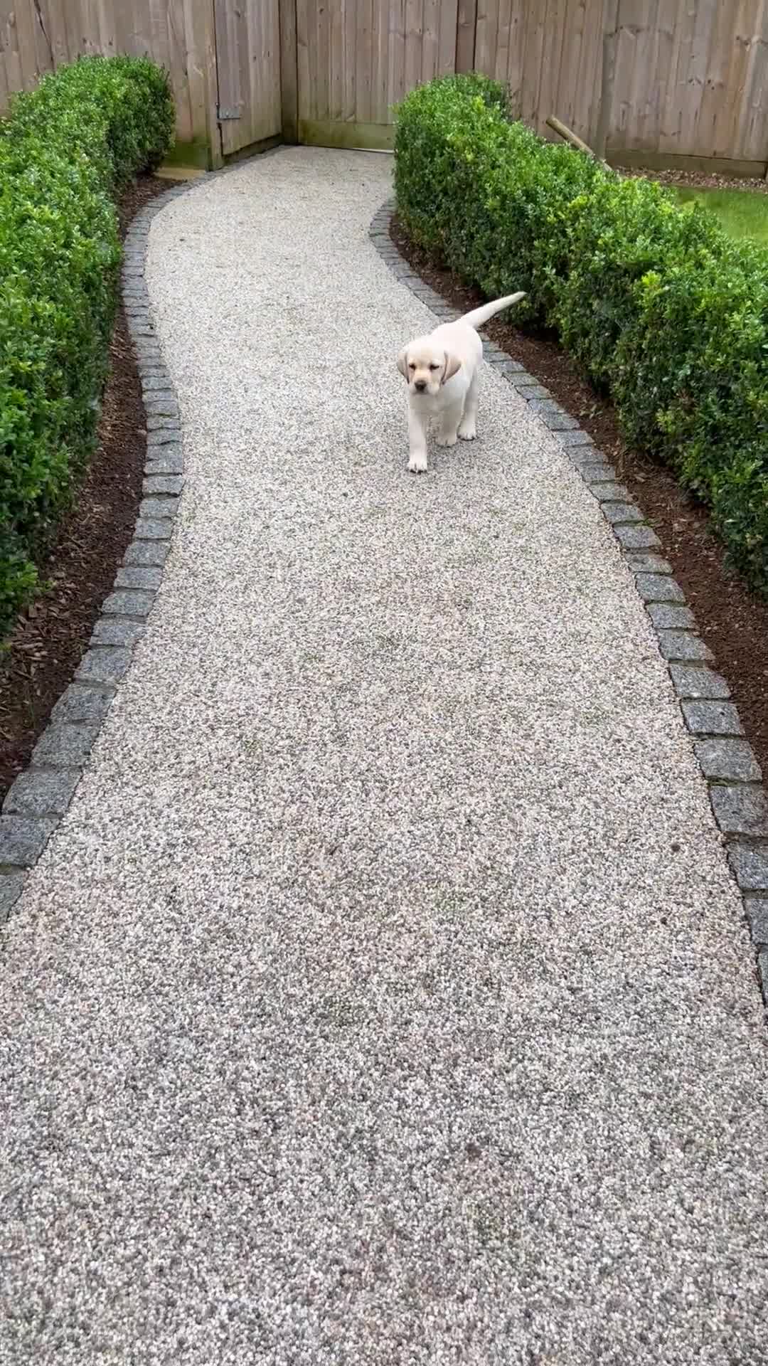 German Shorthaired Pointer dogs for sale: KC German Short Haired Pointer - Video 1